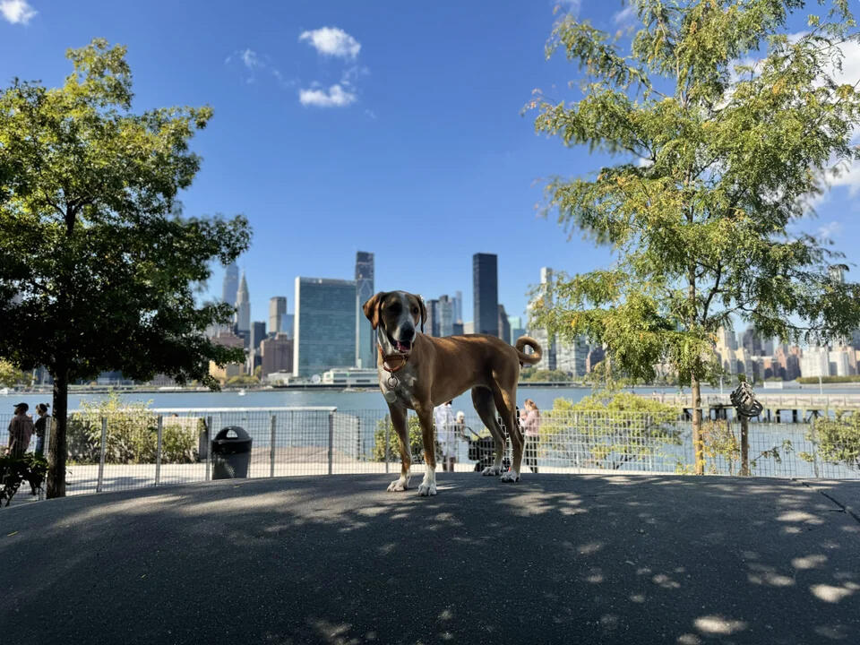 Dog - Before